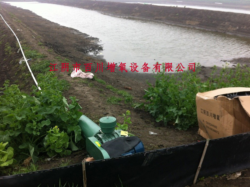 江苏扬州桂鱼繁殖基地